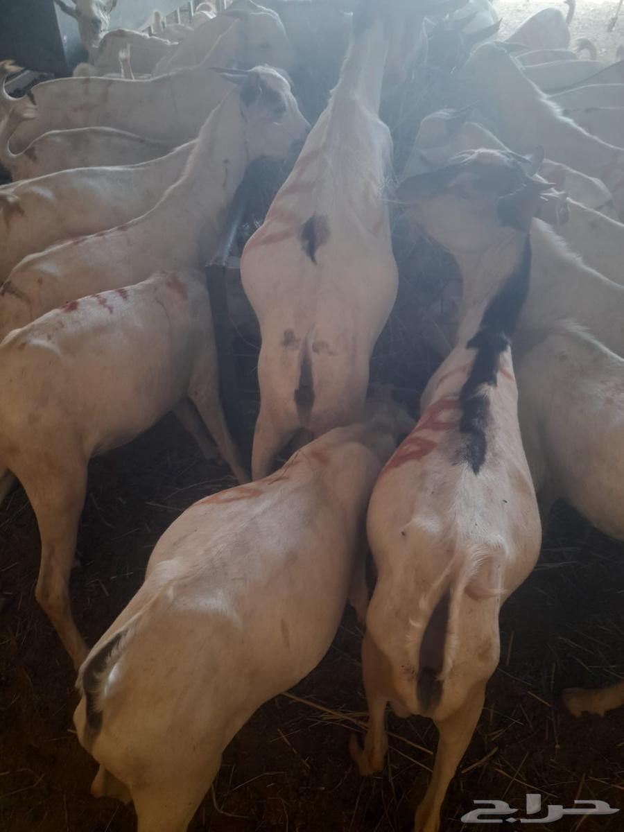 Those looking for high-quality rams and tender meat, a phrase from our farms63612440152707112