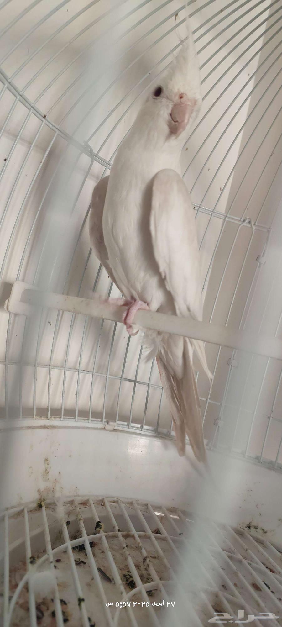 Male dove ready63612780303362113