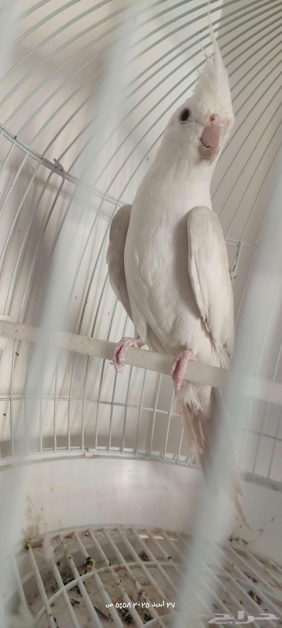 Male dove ready63612780303362112