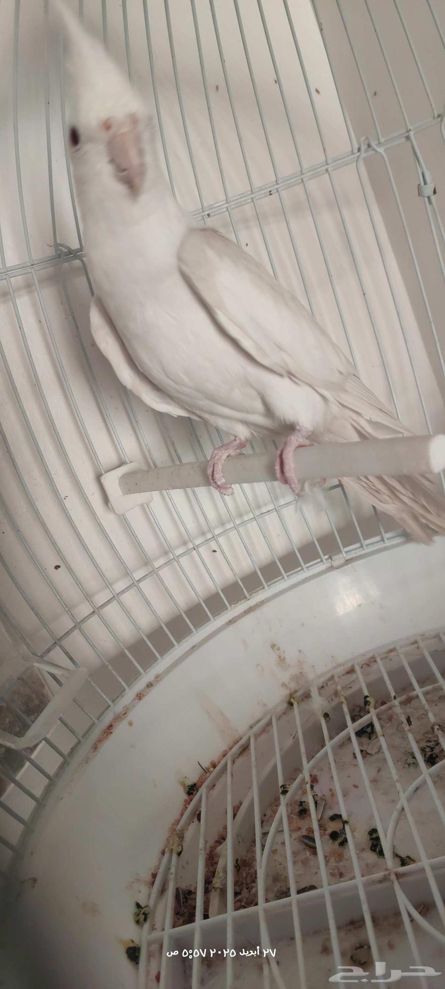 Male dove ready63612780303362114