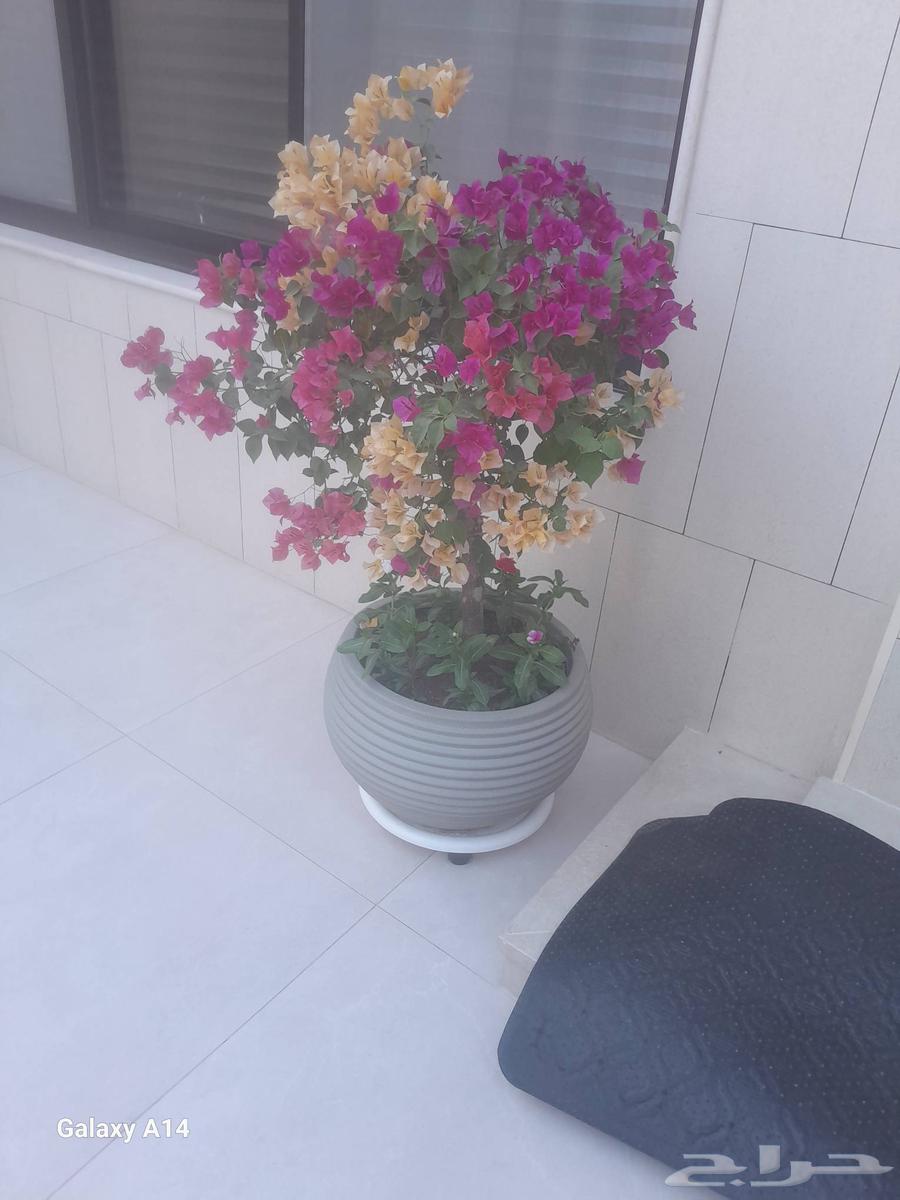 Abu Muhammad for Garden Design63034825132931113