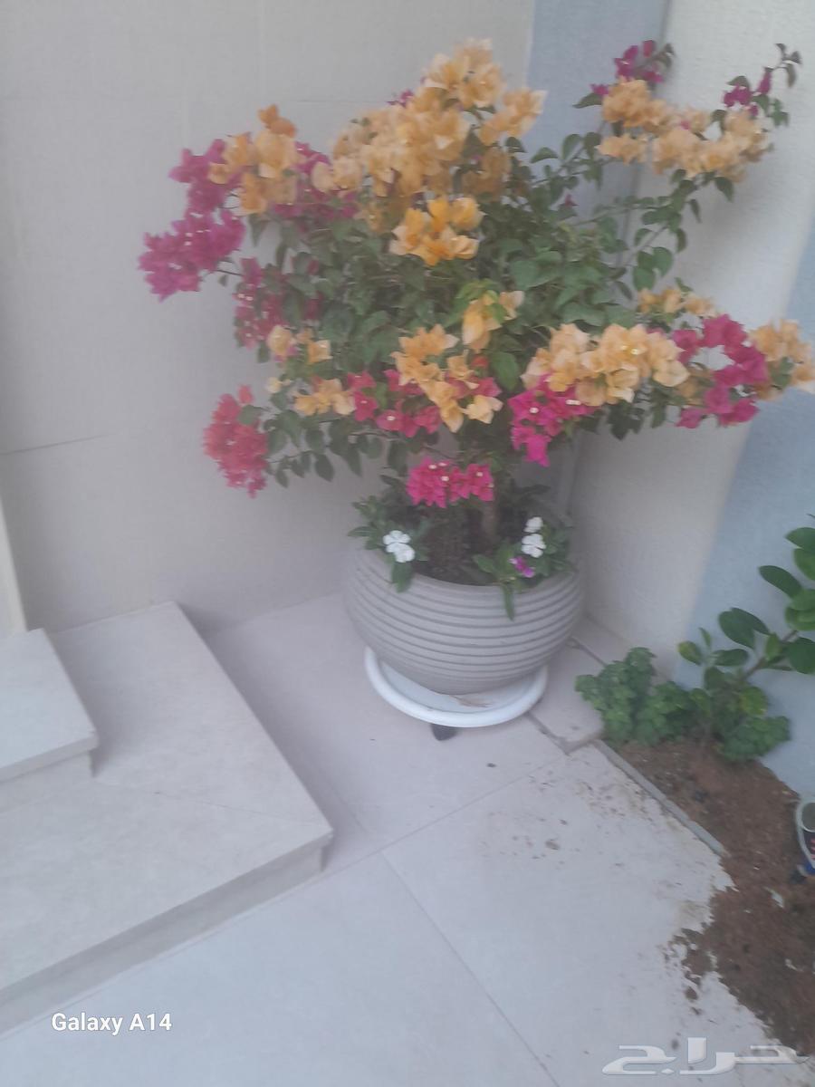 Abu Muhammad for Garden Design63034825132931112
