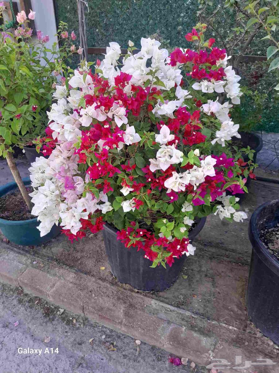 Abu Muhammad for Garden Design63034825132931114