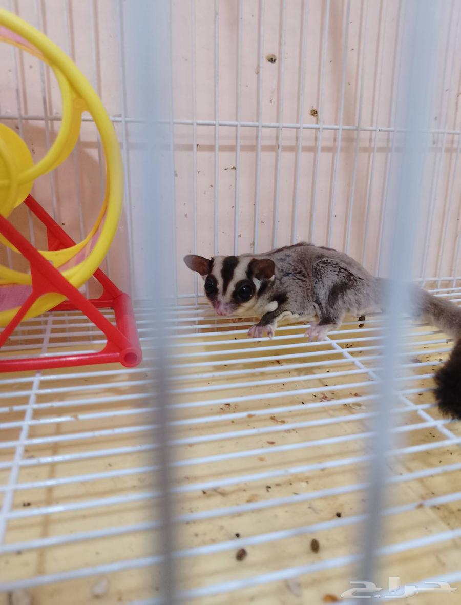 سنجاب الطائر63409927783811113