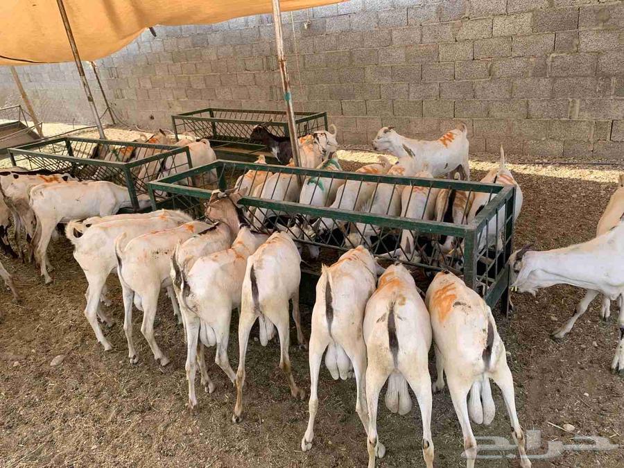 اللي يدور على التيوس الزينة واللحم الطري جملة من مزارعنا636124401527071122