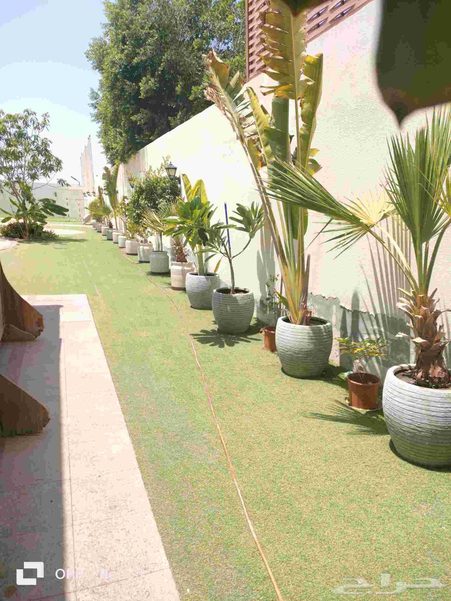 Today's work includes maintenance, irrigation, fertilization, and pruning of trees in a villa.63032291762946114