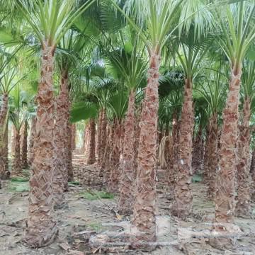 There is natural turf available at 10 riyals per meter63411574490626113