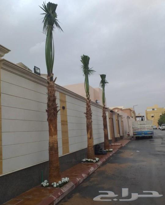 زراعه63408700538113112