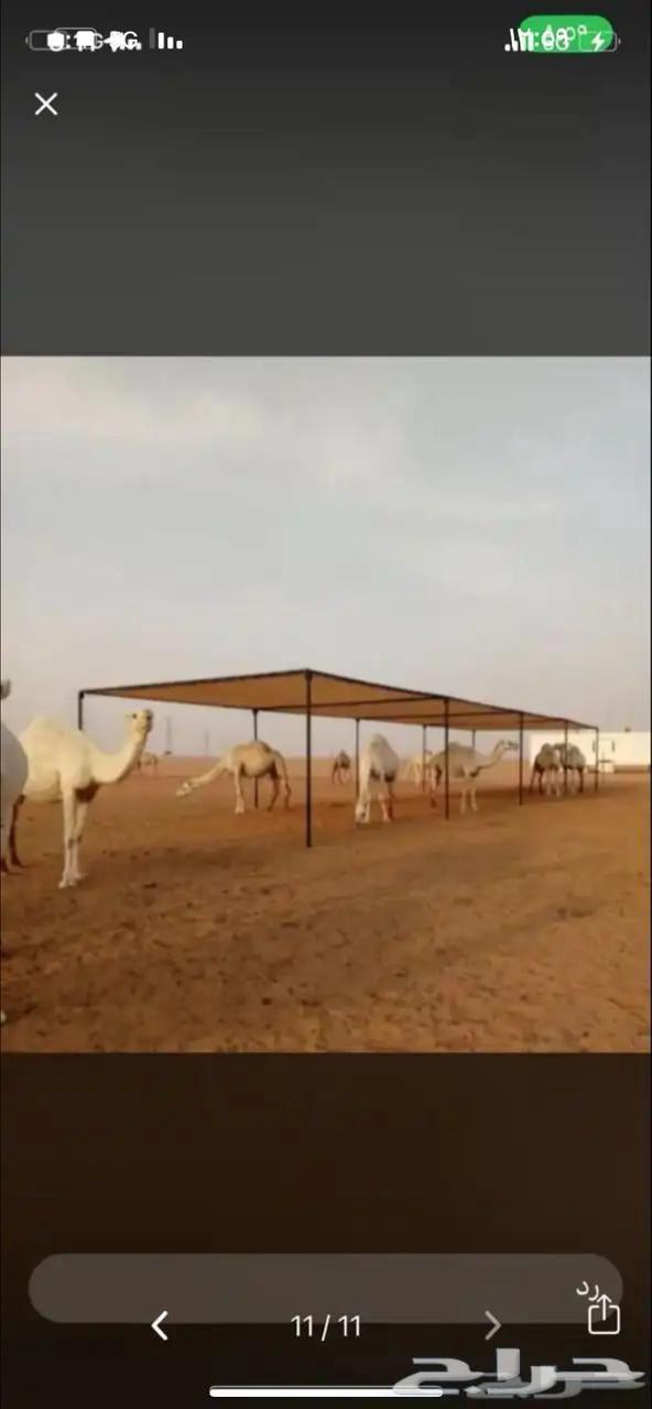 مضلة آبل مضلات جمال بعران63033603346817112