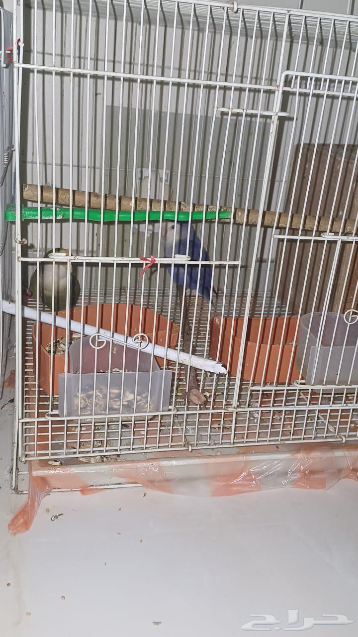 زوج روز منتج للبيع634114360673291113