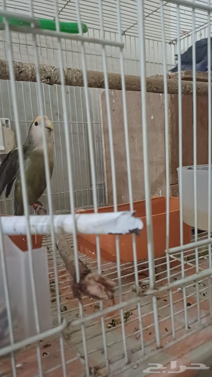 زوج روز منتج للبيع63411436067329113