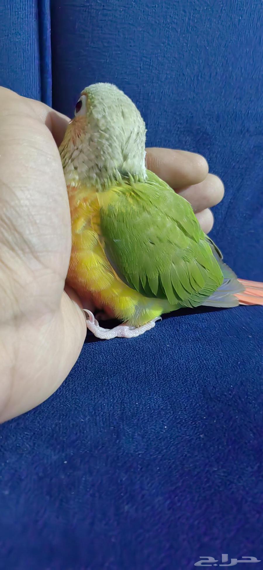 كنيور اناناس أليف ( تم البيع )63412870633474113