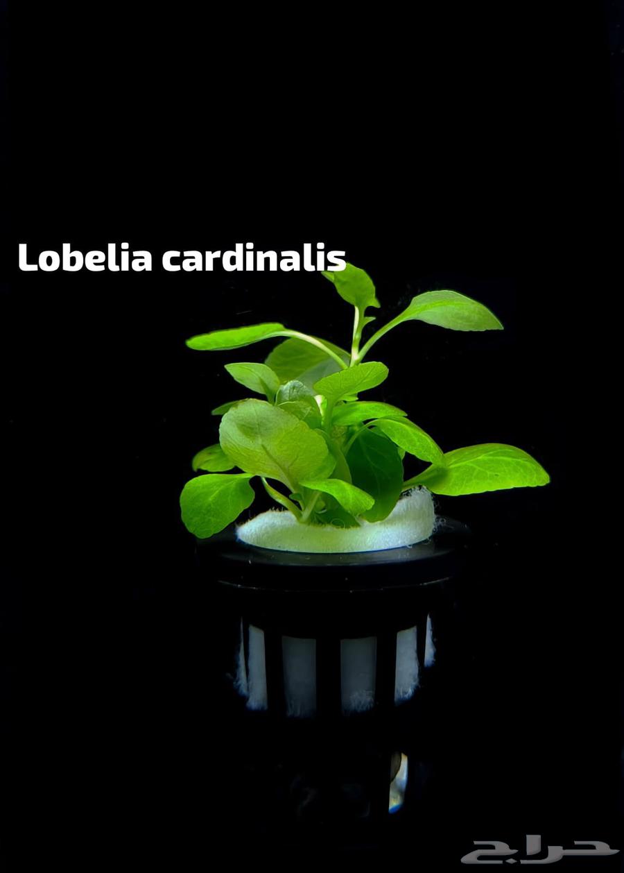 Different types of plants63405432921858114