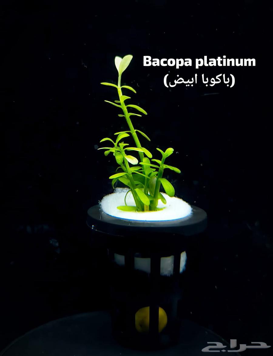 Different types of plants63405432921858112