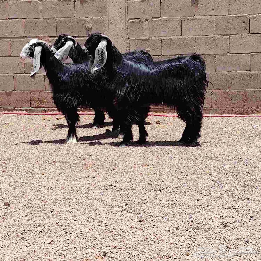 Goat number 3, two years old, has good health, strong, kind, and free from any disease.63405438543363113