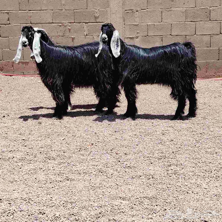Goat number 3, two years old, has good health, strong, kind, and free from any disease.63405438543363111