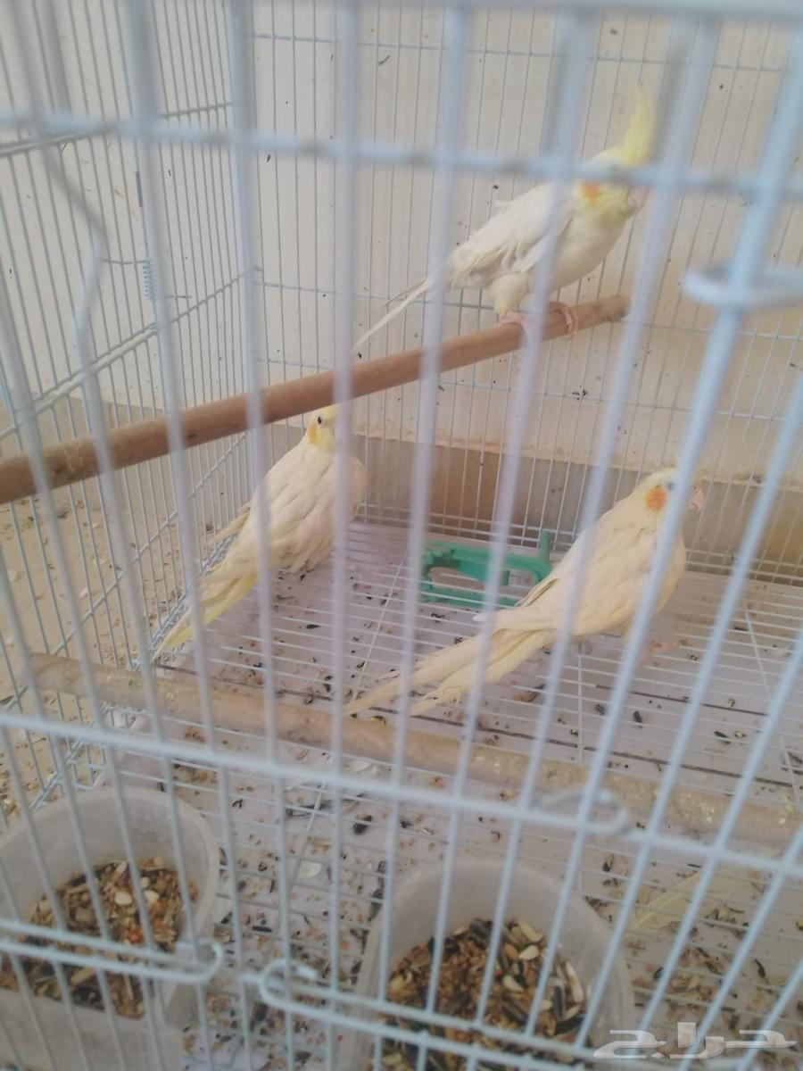 Three females and one male cockatiel (cocktail)63405251446658112