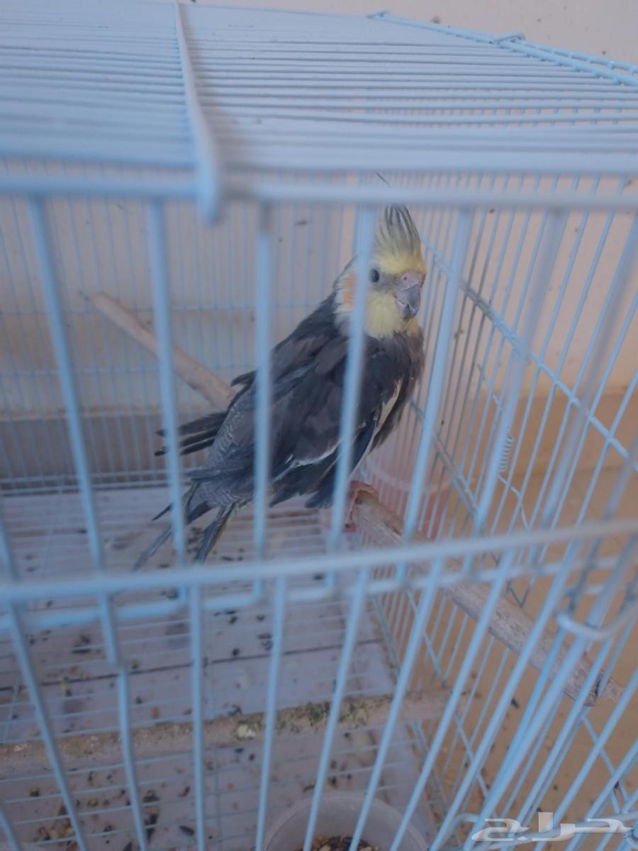 Three females and one male cockatiel (cocktail)63405251446658113