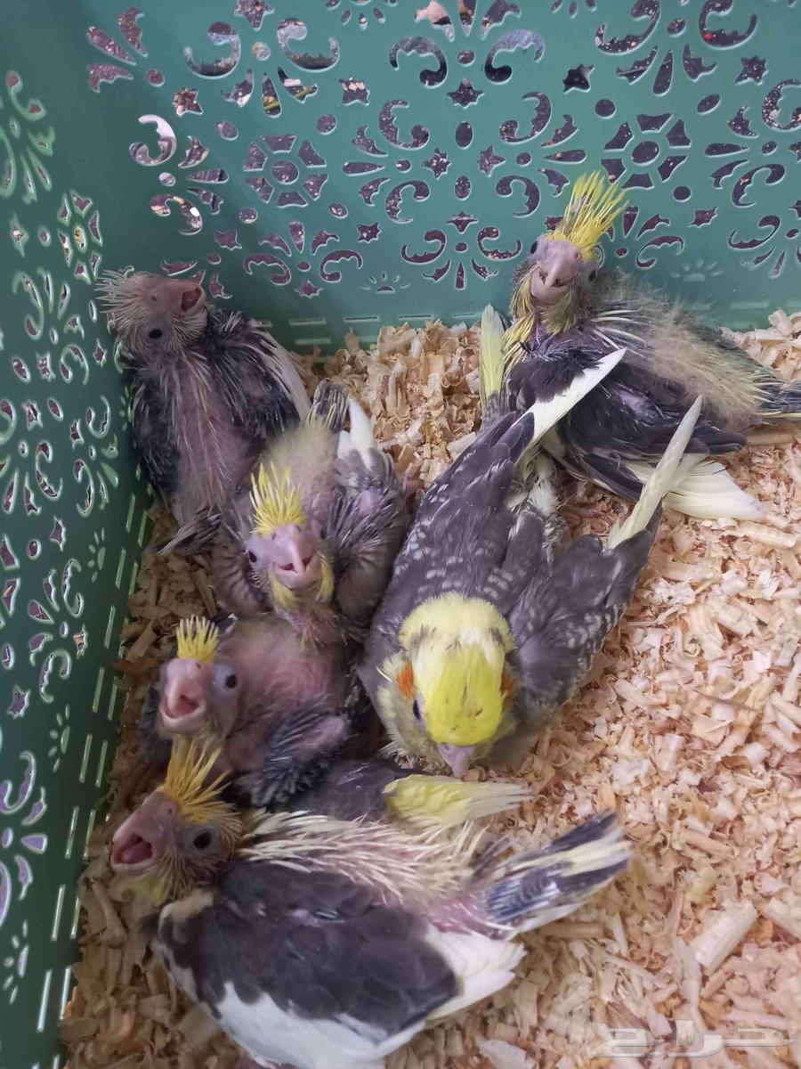Sell six crows 00 luxurious63403601064705112