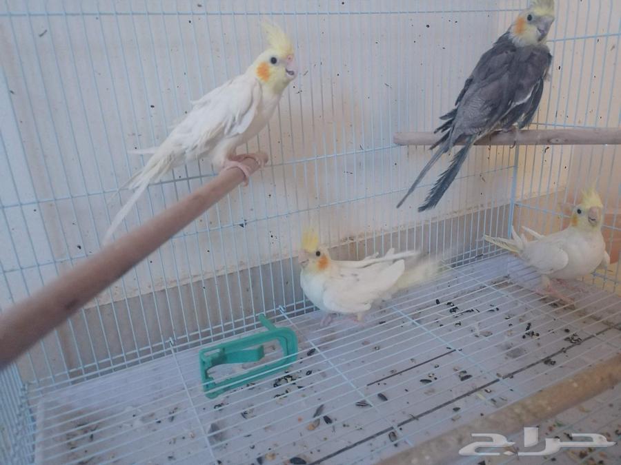 Three females and one male cockatiel (cocktail)63405251446658113