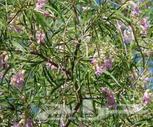 Seeds of desert willow trees63402876553475112