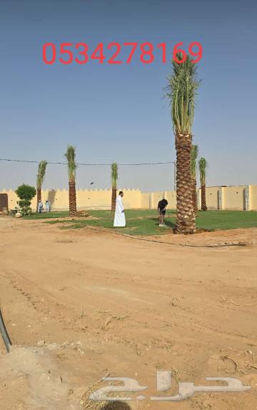 نقوم بتوريد وغرس جميع انواع النخيل عربي واشنطني زينه630331697327391115