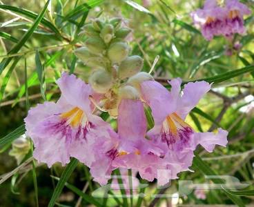 Seeds of desert willow trees634028765534751123