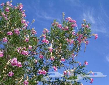 Seeds of desert willow trees63402876553475111