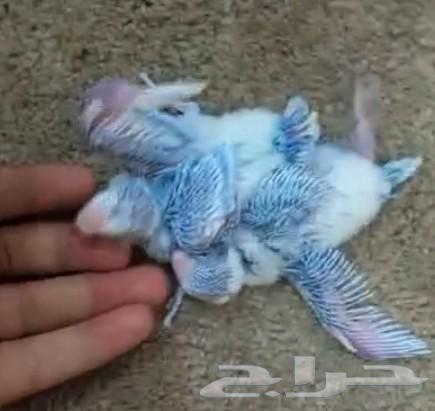 للبيع فروخ البادجي طيور الحب عمر 15الي 20يوم63402857431809111