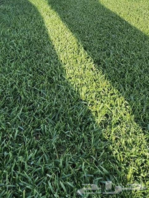 Natural green grass63402080909057111