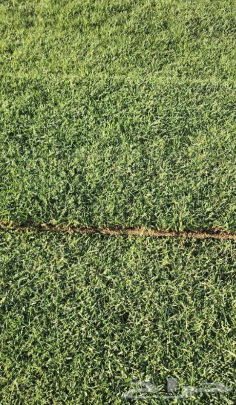 Natural green grass634020809090571128