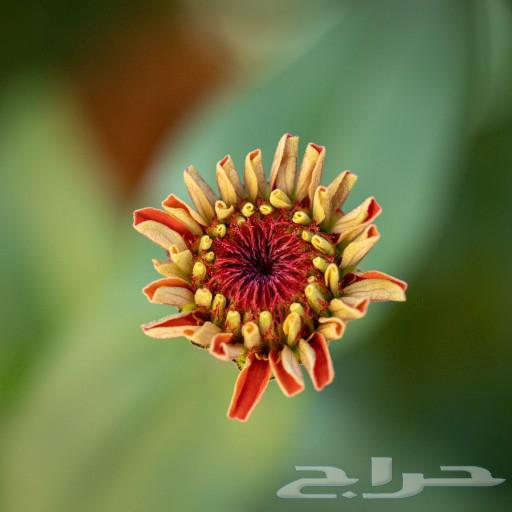 Seeds of local summer zinnia flowers63404934658305113