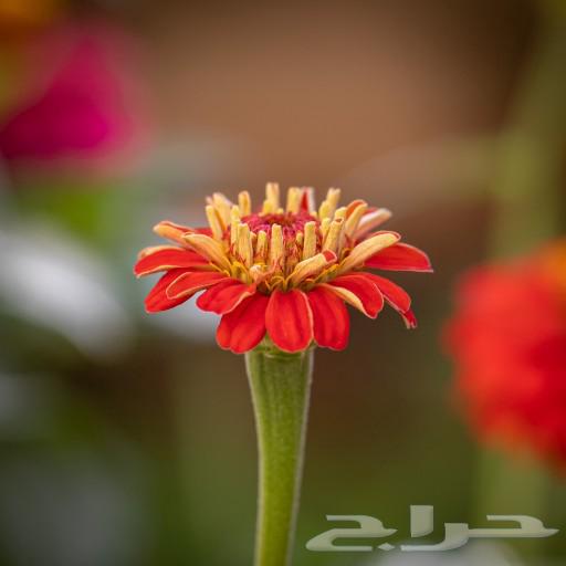 Seeds of local summer zinnia flowers63404934658305112