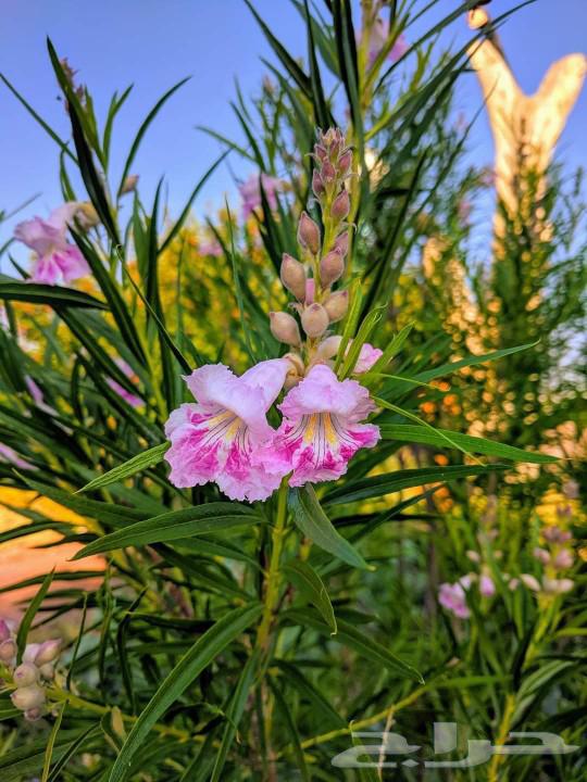 Seeds of desert willow trees63402876553475113
