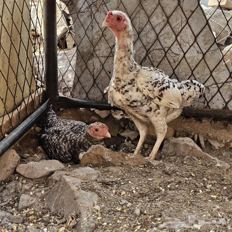 Koshamo chicken63405429136385112