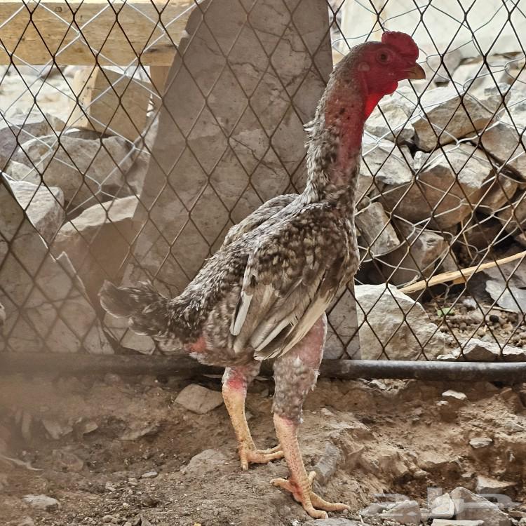Koshamo chicken63405429136385111