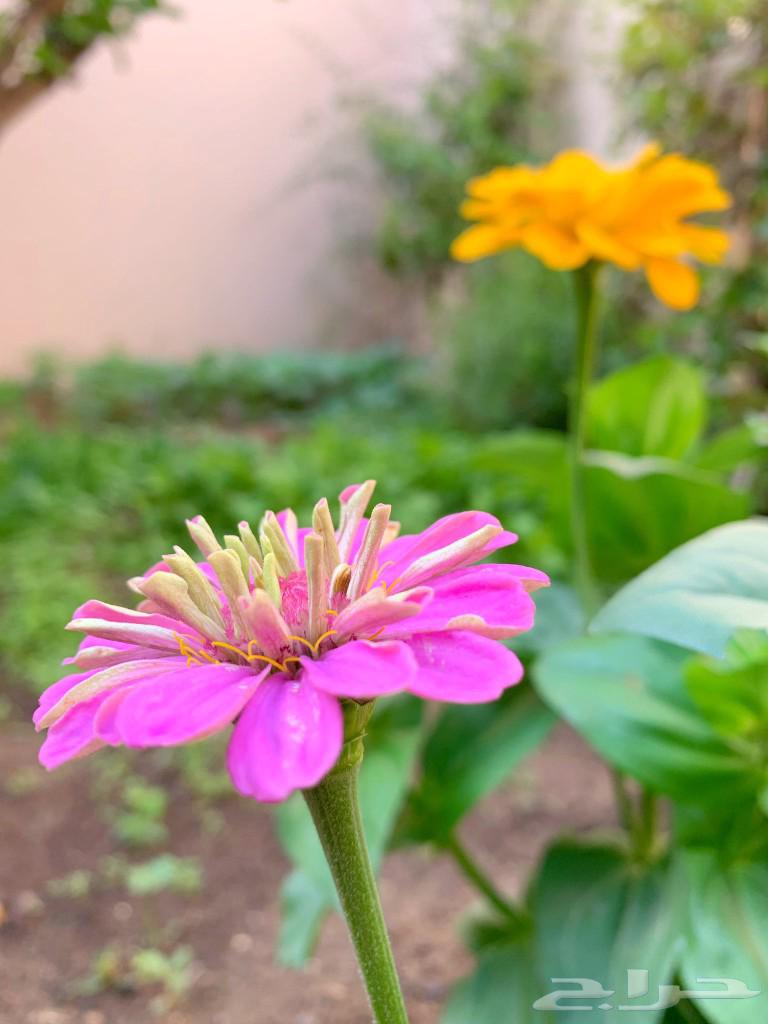 Seeds of local summer zinnia flowers63404934658305114