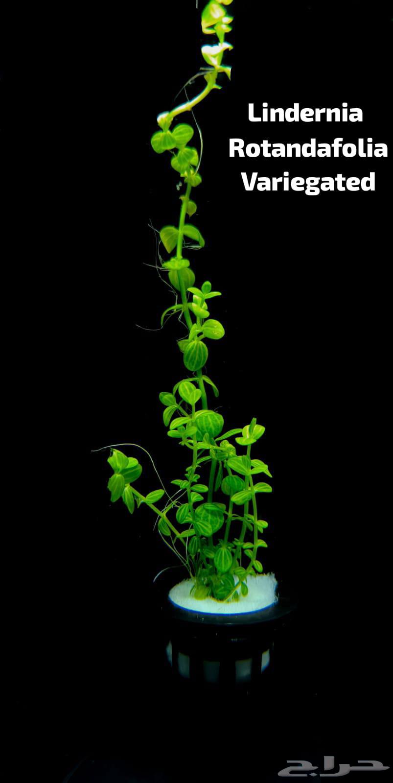 Different types of plants63405432921858111