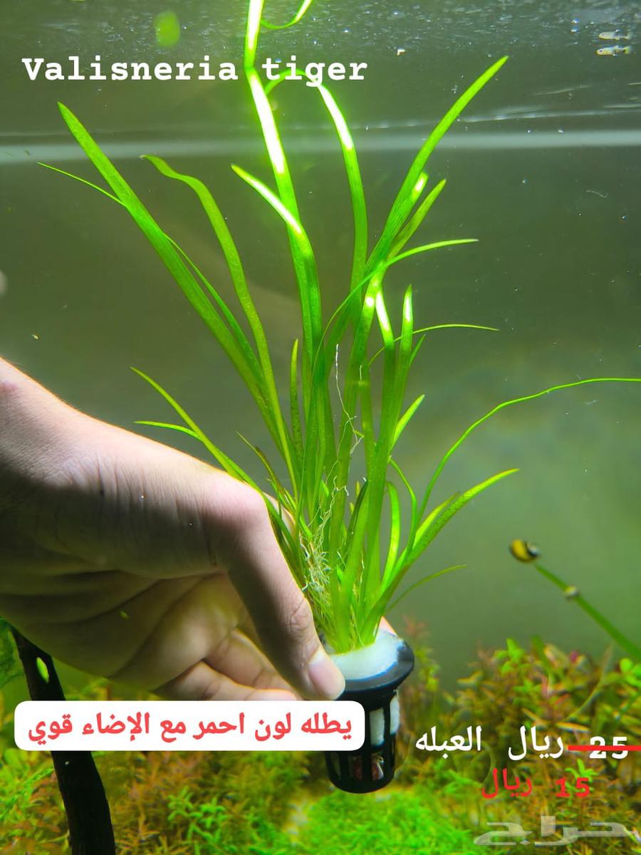 Different types of plants63405432921858113
