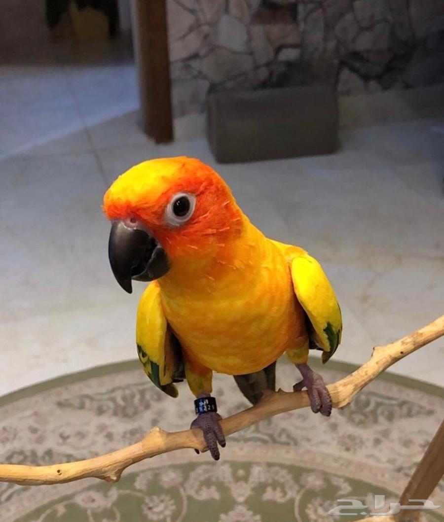 ببغاء صن كنيور اليف63398315970306112