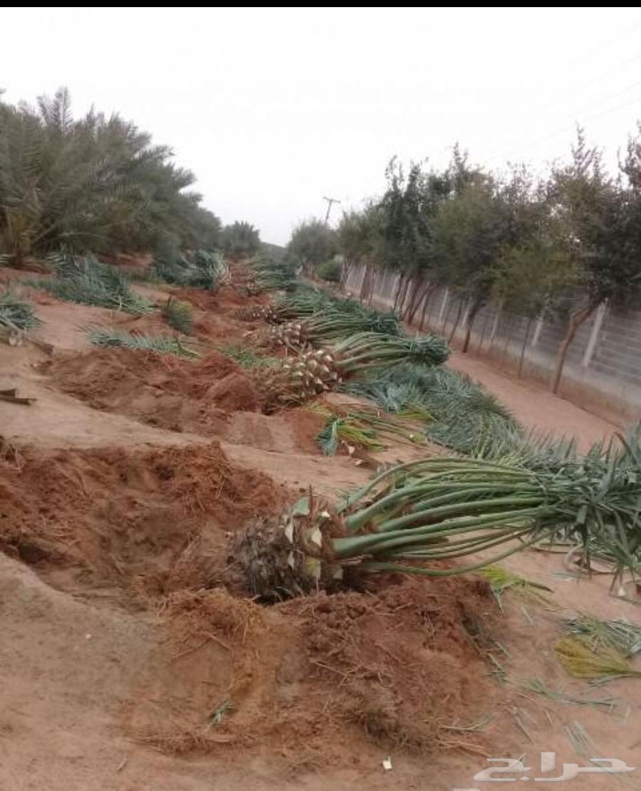 نخل63398363791617111