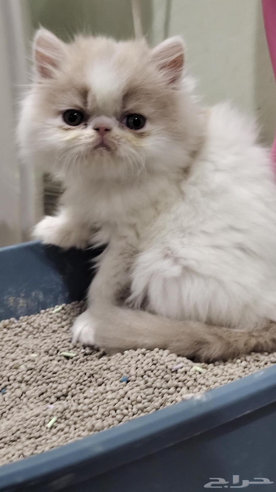 Small kittens for sale, not yet two months old, trained to use the litter box, very playful.63402133461505111