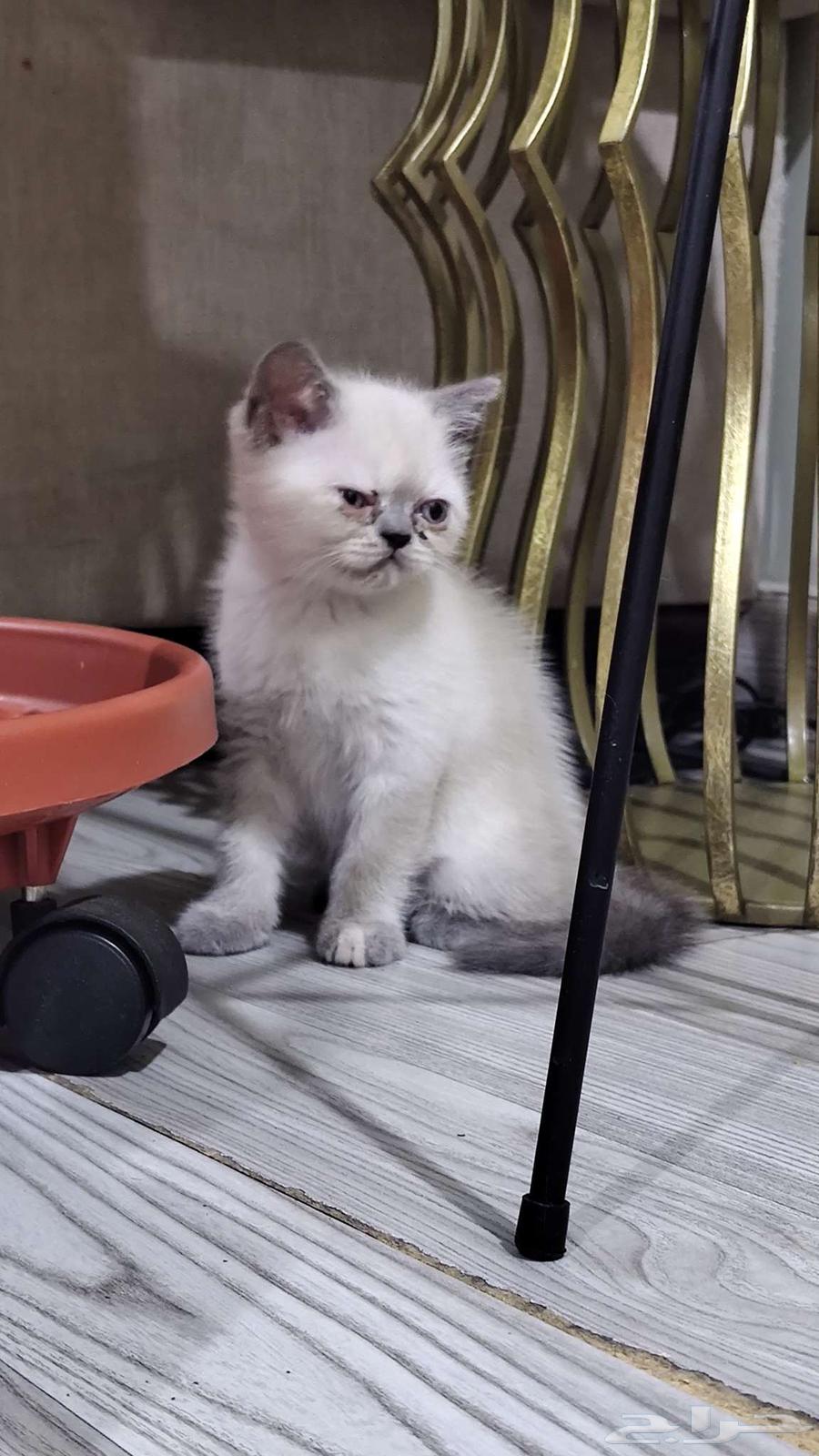 Small kittens for sale, not yet two months old, trained to use the litter box, very playful.63402133461505112