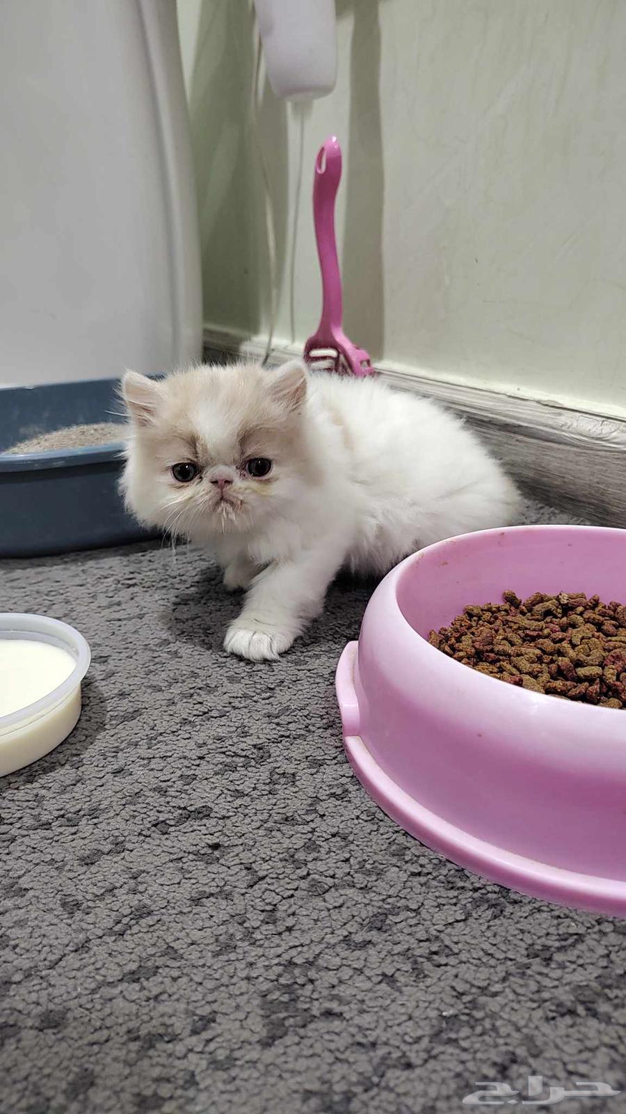 Small kittens for sale, not yet two months old, trained to use the litter box, very playful.63402133461505114
