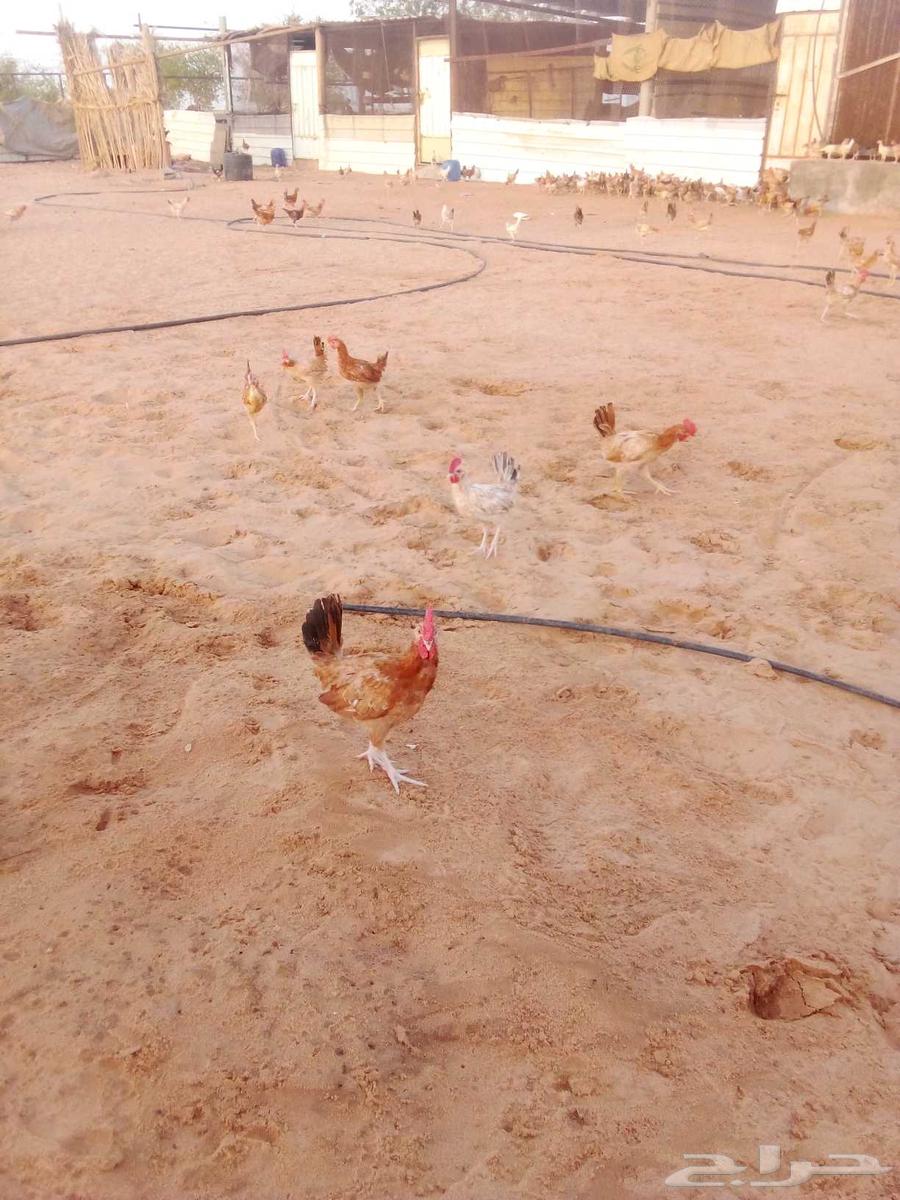 Local chicken for sale, specially raised63398350627969112