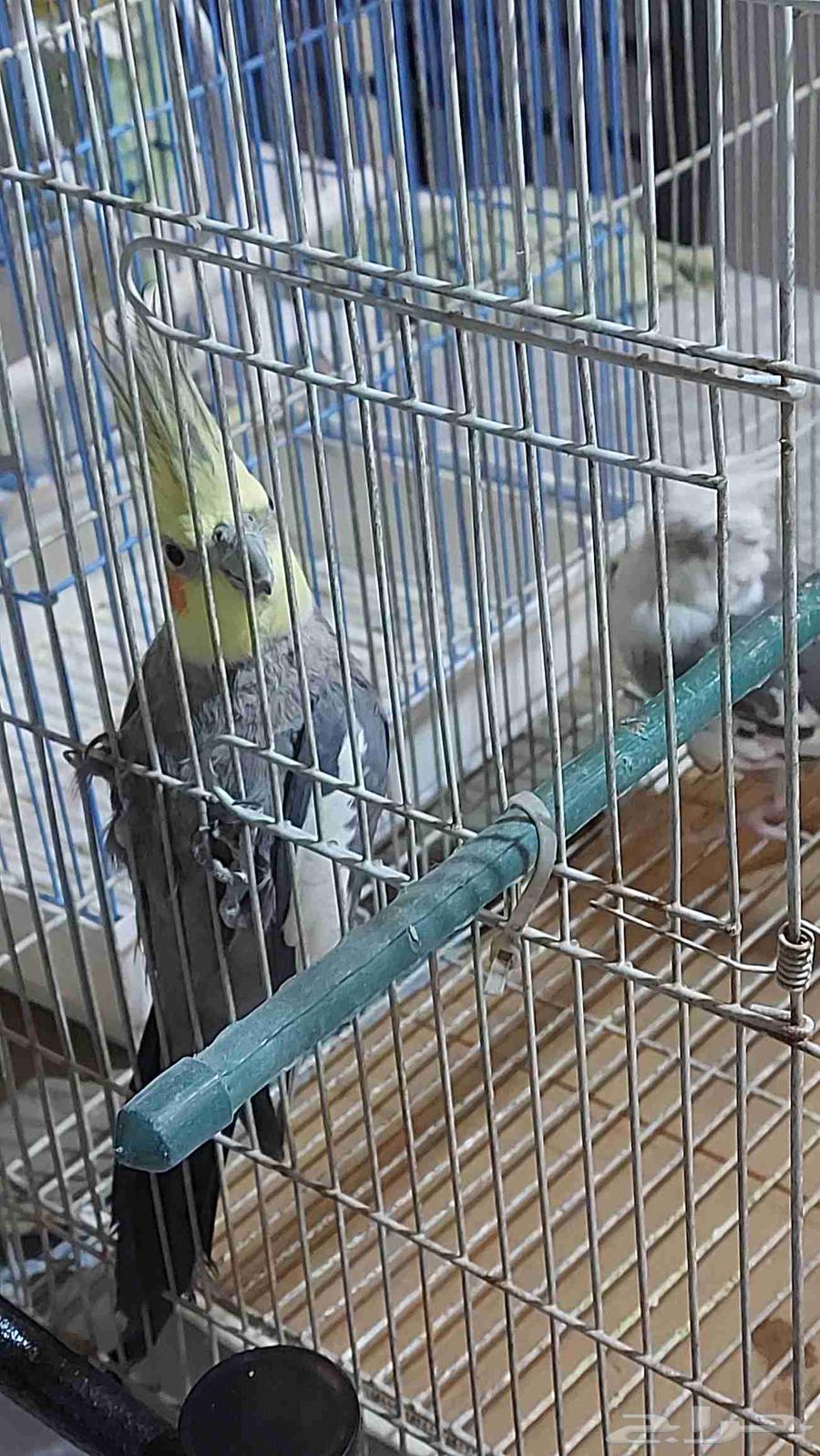 Three birds, one of them is a kind of love bird, two are cockatiels, one is tamed.63033171271041112