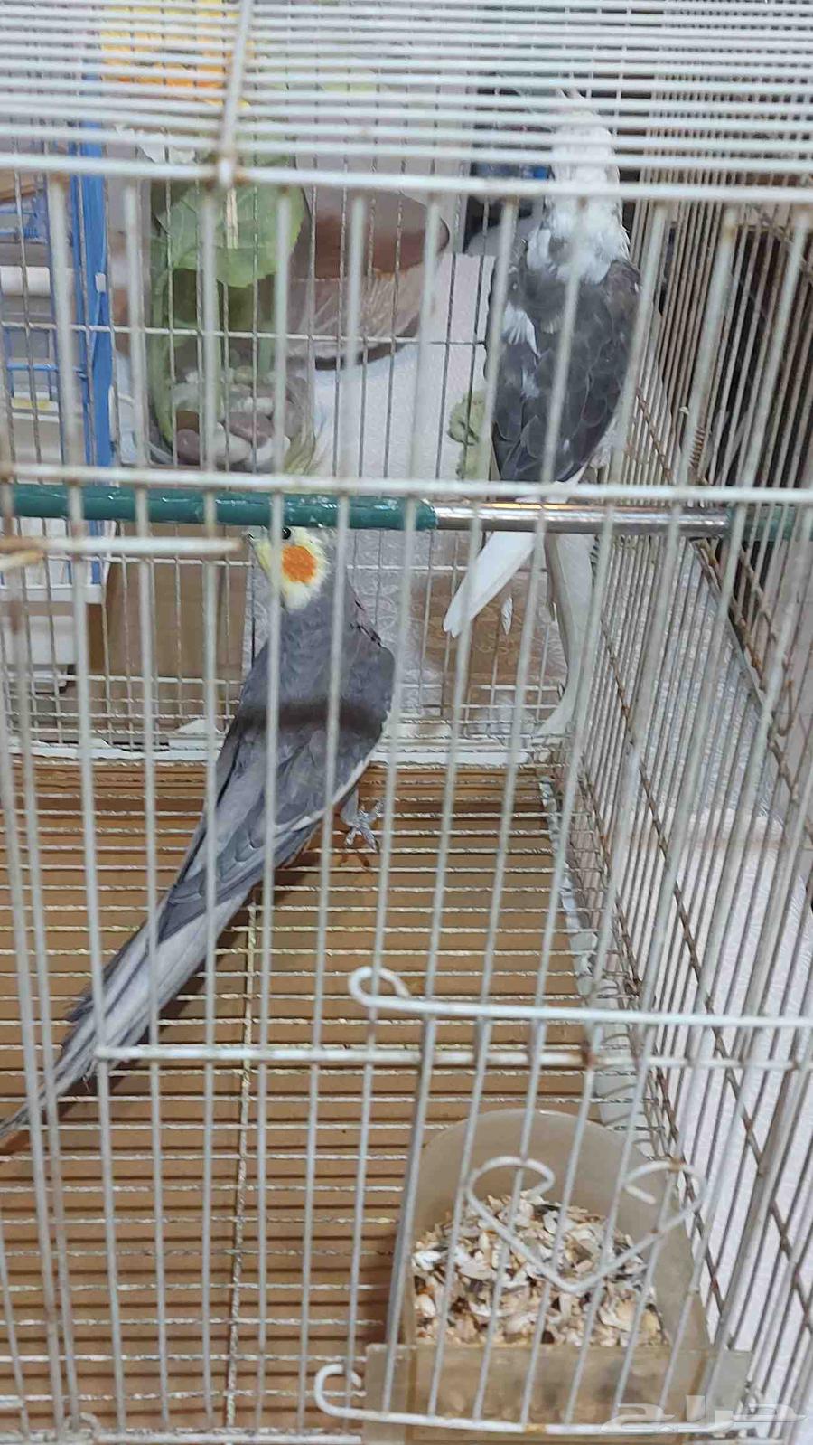 Three birds, one of them is a kind of love bird, two are cockatiels, one is tamed.63033171271041113