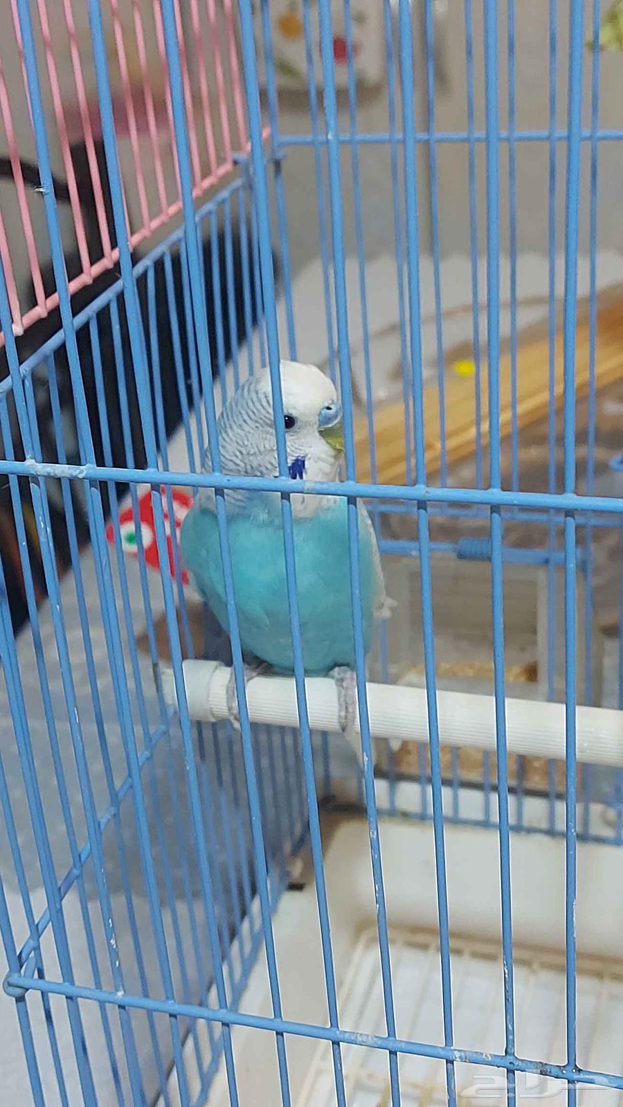 Three birds, one of them is a kind of love bird, two are cockatiels, one is tamed.630331712710411115