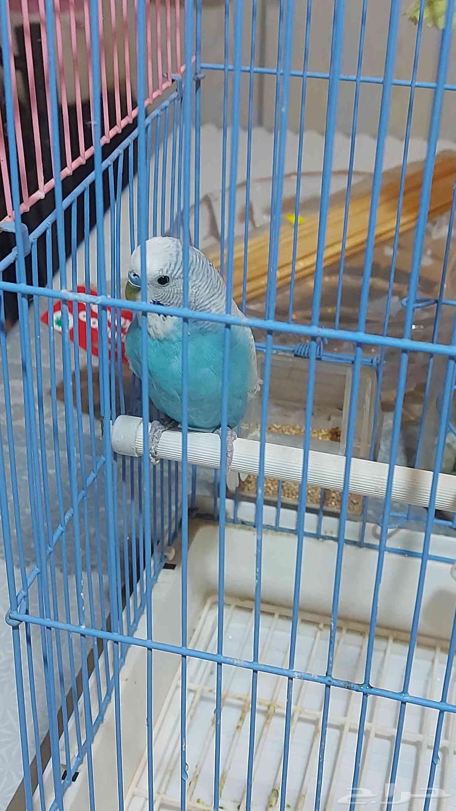 Three birds, one of them is a kind of love bird, two are cockatiels, one is tamed.63033171271041114