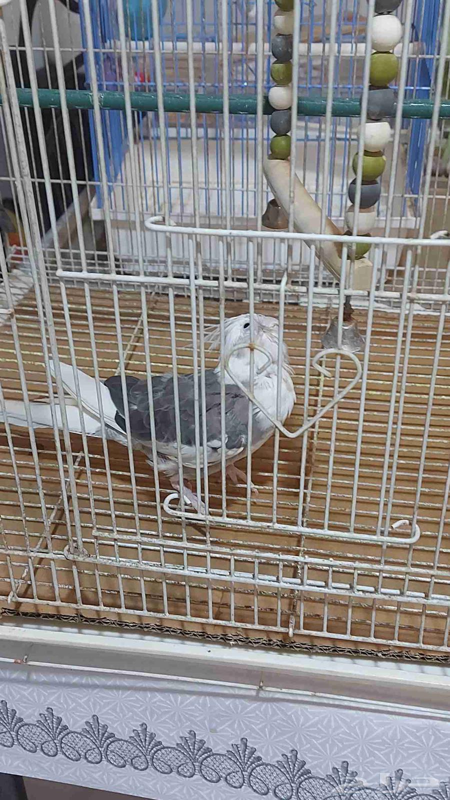 Three birds, one of them is a kind of love bird, two are cockatiels, one is tamed.63033171271041111